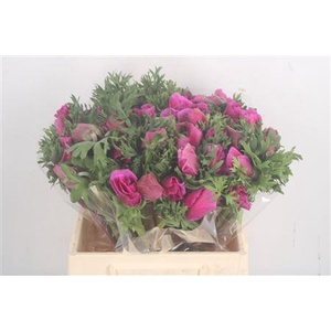 Anem Mistral Fuchsia Super