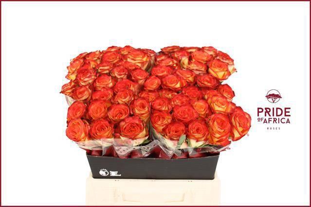 <h4>R GR FIREFOX</h4>