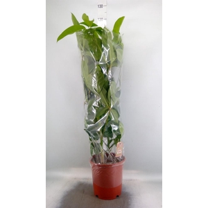 Schefflera actin. 'Amate'