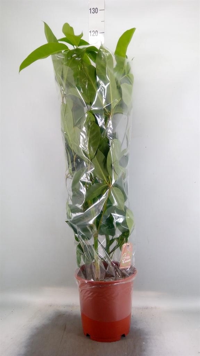 <h4>Schefflera actin. 'Amate'</h4>