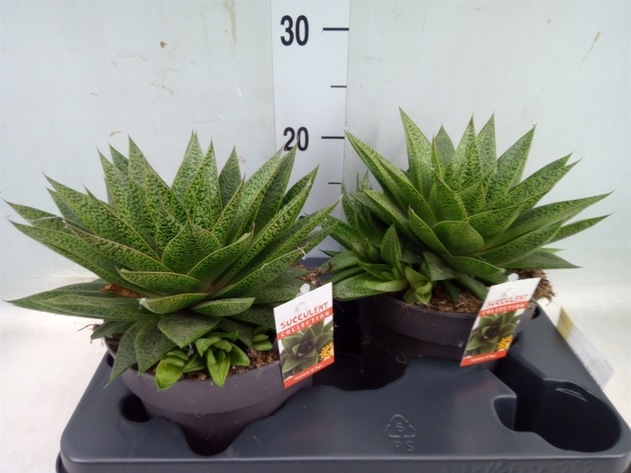 <h4>Gasteria</h4>