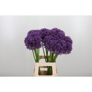 Allium Pinball Wizar