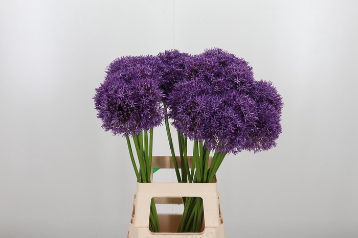 <h4>Allium Pinball Wizar</h4>