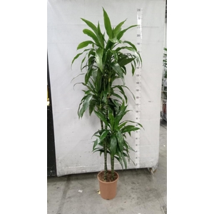 Dracaena frag. 'Janet Craig'