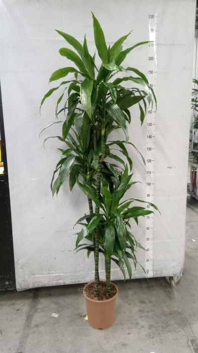 <h4>Dracaena frag. 'Janet Craig'</h4>