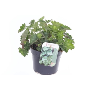 Heuchera sang. Ruby Bells