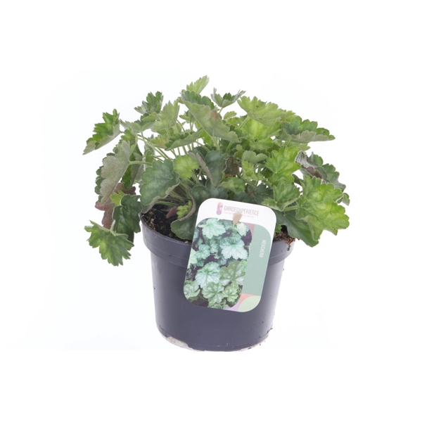 <h4>Heuchera sang. Ruby Bells</h4>