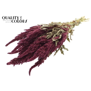Amaranthus per bunch Natural Red