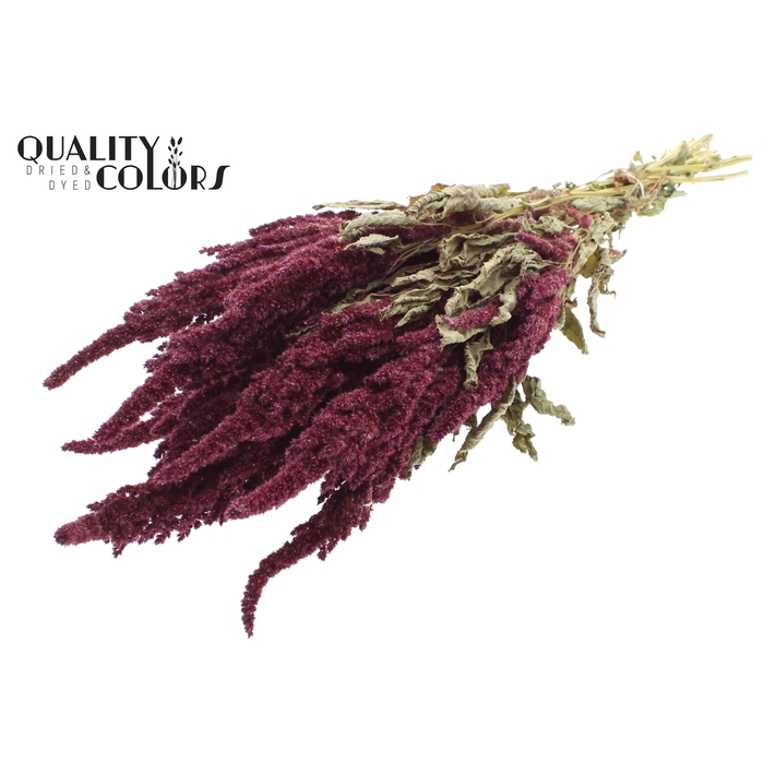<h4>Amaranthus per bunch Natural Red</h4>