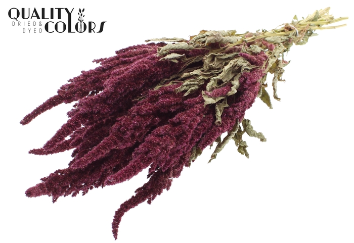<h4>Amaranthus per bunch Natural Red</h4>