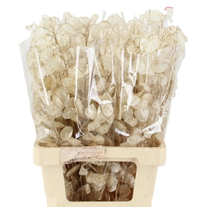 LUNARIA ANN GROENE P