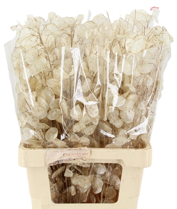 <h4>LUNARIA ANN GROENE P</h4>