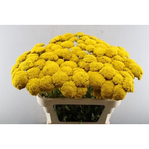 Achillea Park Variety(dobbe)