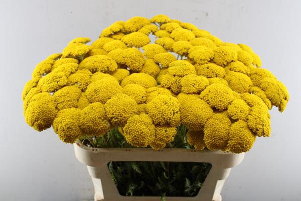 <h4>Achillea Park Variety(dobbe)</h4>