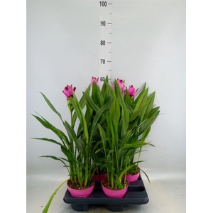 Curcuma alism. 'Siam Splash'