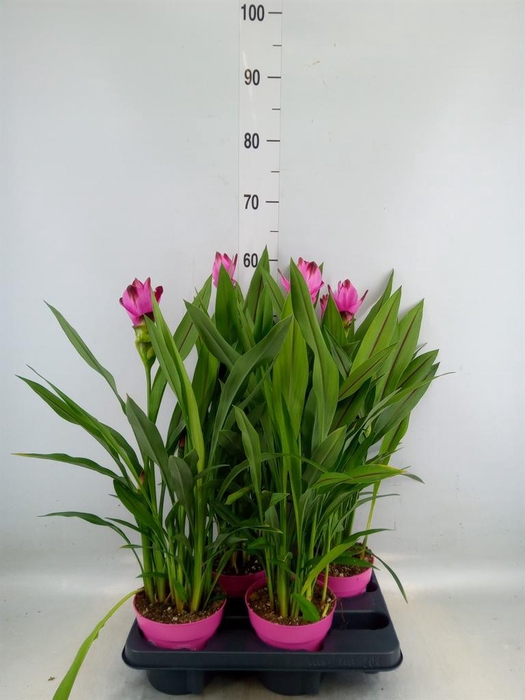 <h4>Curcuma alism. 'Siam Splash'</h4>