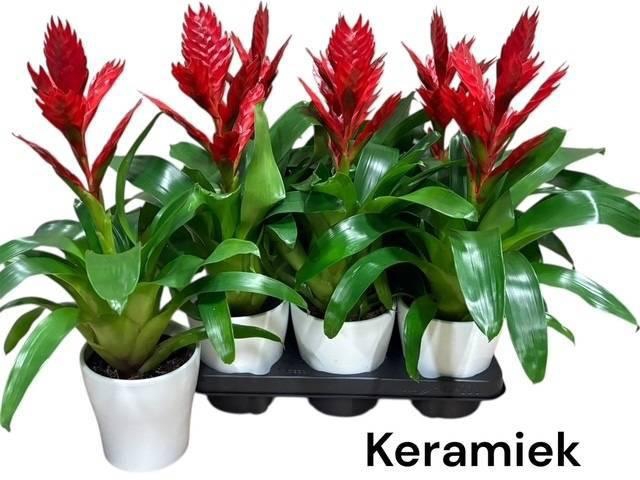 <h4>VRIES VENGA</h4>