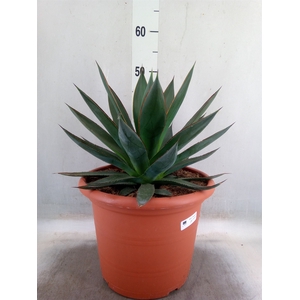 Agave  'Shaka Zulu'