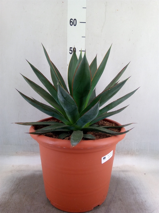 <h4>Agave  'Shaka Zulu'</h4>