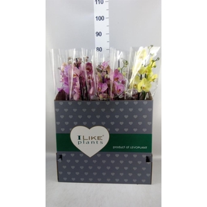 Phalaenopsis   ...mix