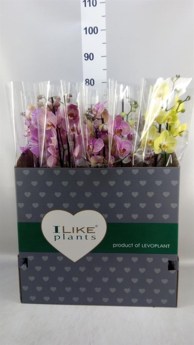 <h4>Phalaenopsis   ...mix</h4>