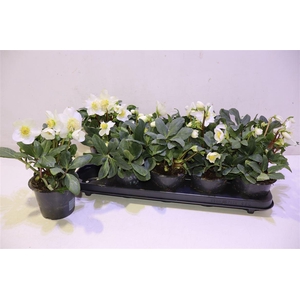 arr8 Hell Ni Happy Day