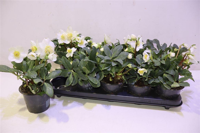 <h4>arr8 Hell Ni Happy Day</h4>