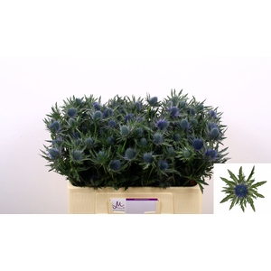 ERYNGIUM AQUARIUS QUESTAR ERYN AQUA