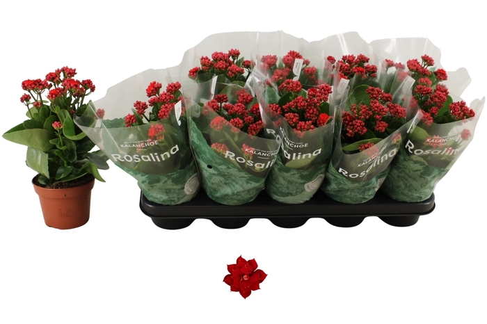 <h4>KAL GE DON JUSTINO</h4>