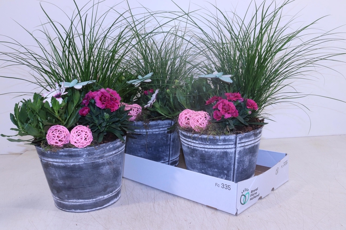 <h4>ARR TUINPLANTEN</h4>