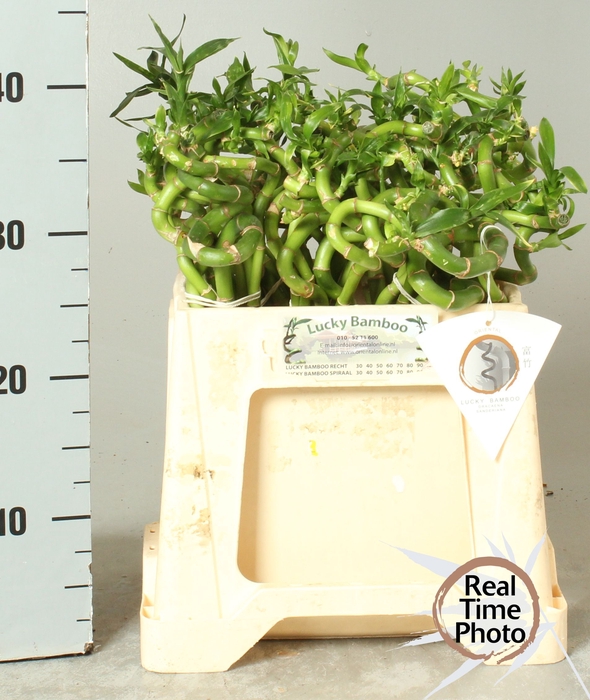 <h4>DRAC LUCKY BAMBOO</h4>