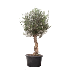 Olea Europaea Bonsai 250cm