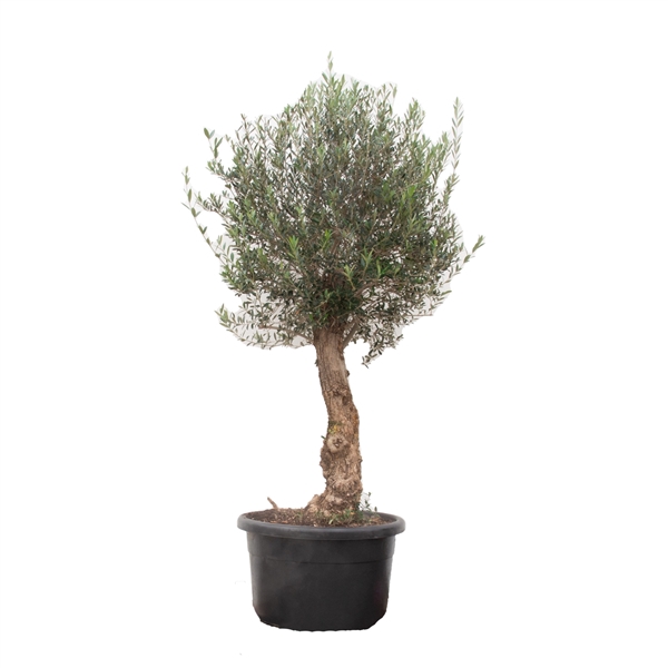 <h4>Olea Europaea Bonsai 250cm</h4>