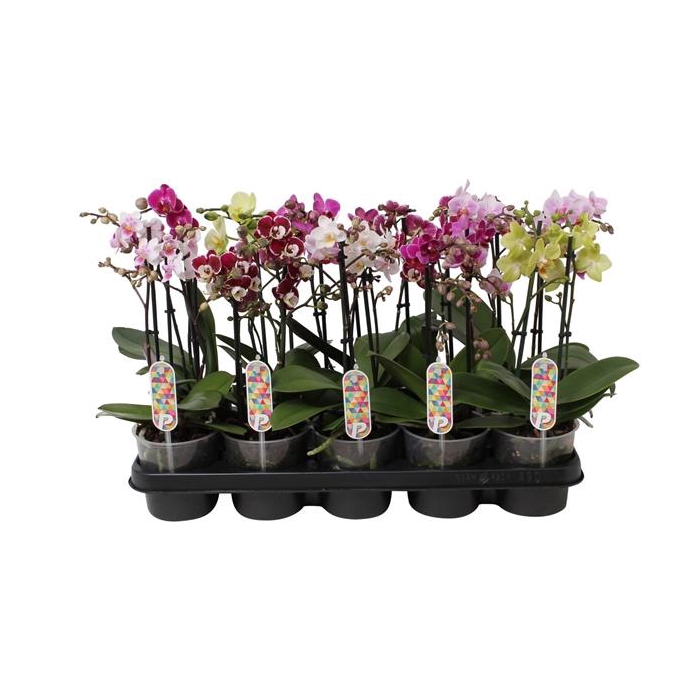 <h4>Phal. Multiflora 2-tak mix "Ondermaat" 4 kleuren</h4>