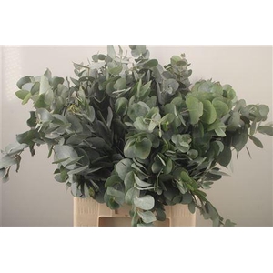 Euc Cinerea Per Bunch Za Spray Super