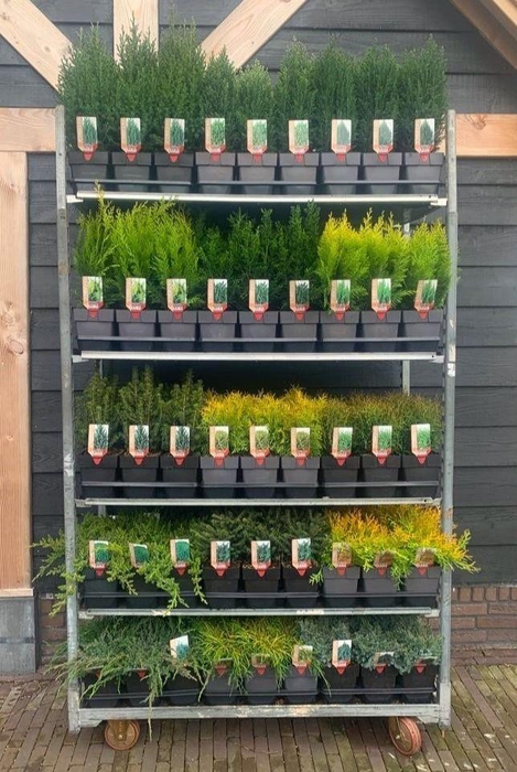 <h4>Mixcc Coniferen in soorten P17</h4>