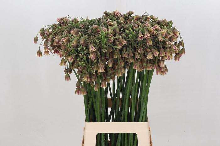 <h4>Allium Nectaroscordum Siculum</h4>