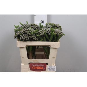 Kaaps Brunia Albiflora