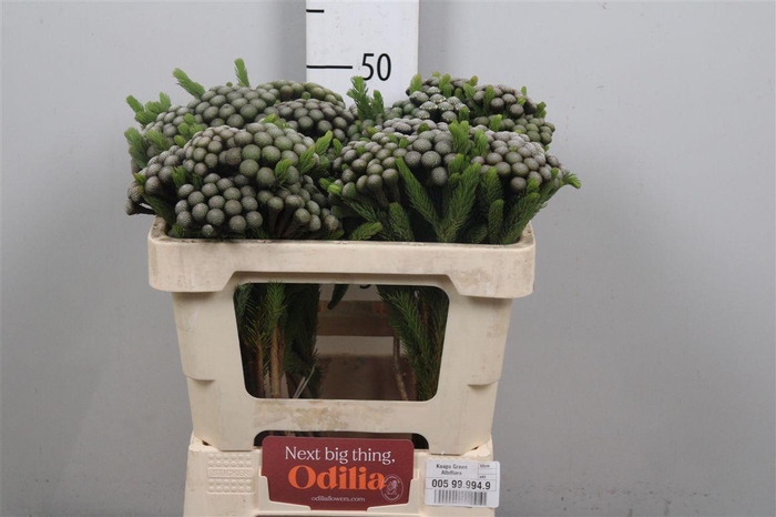 <h4>Kaaps Brunia Albiflora</h4>