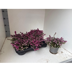 ERIC DA KRAMERS ROTE