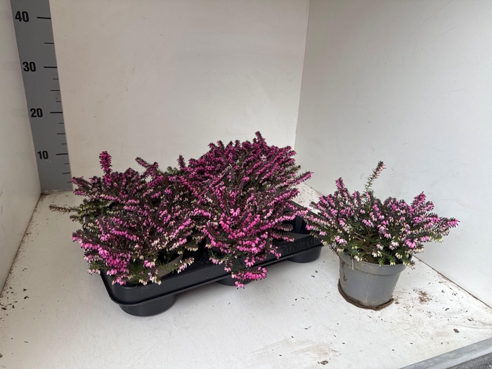 <h4>ERIC DA KRAMERS ROTE</h4>