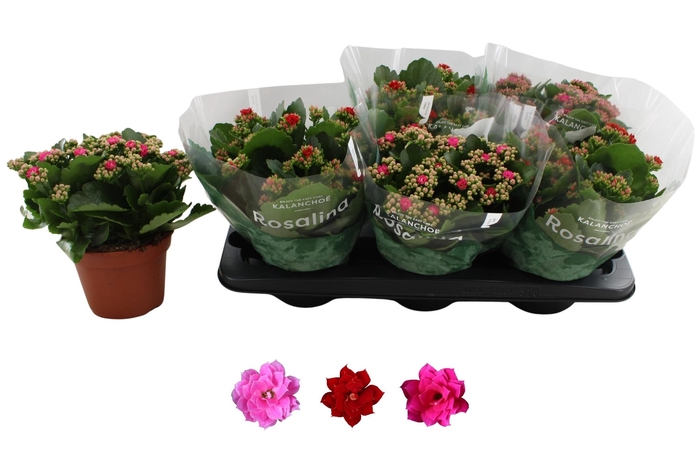 <h4>KAL GE RO GEM 3 KL</h4>