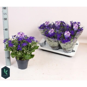 PERI C SEN DEEP BLUE