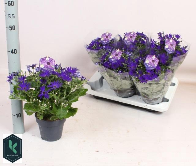 <h4>PERI C SEN DEEP BLUE</h4>