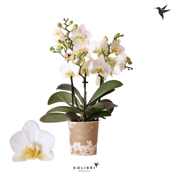 <h4>Kolibri Orchids Phalaenopsis Blossom Lausanne 3 spike</h4>