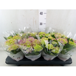 Hydrangea mac. 'Fabolo'
