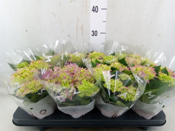 <h4>Hydrangea mac. 'Fabolo'</h4>