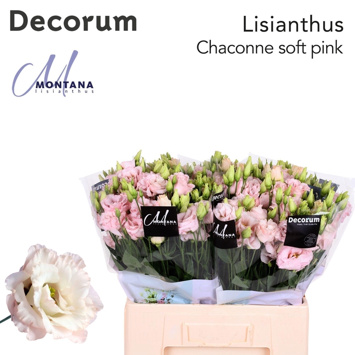 <h4>Lisianthus Chaconne soft pink 60cm</h4>