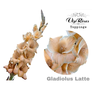 GLAD GR LATTE