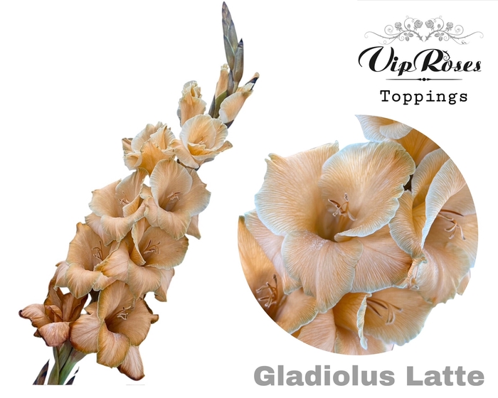 <h4>Glad Gr Latte</h4>